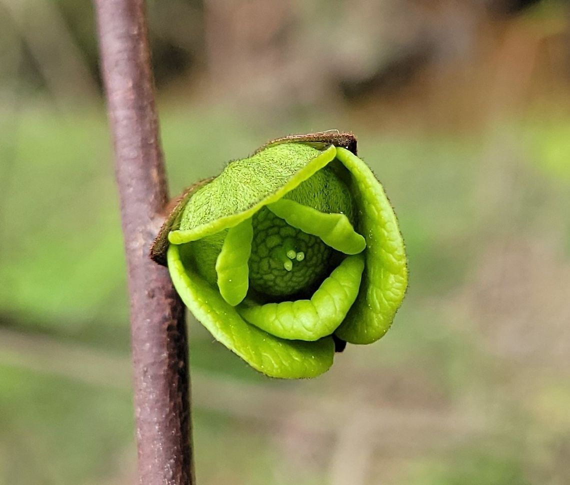 Pawpaw This is a picture of Pawpaw at Broad Creek Park near Annapolis, Maryland. Asimina triloba,Common Pawpaw,Geotagged,Spring,United States