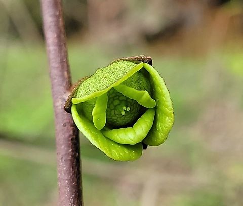 Pawpaw This is a picture of Pawpaw at Broad Creek Park near Annapolis, Maryland. Asimina triloba,Common Pawpaw,Geotagged,Spring,United States
