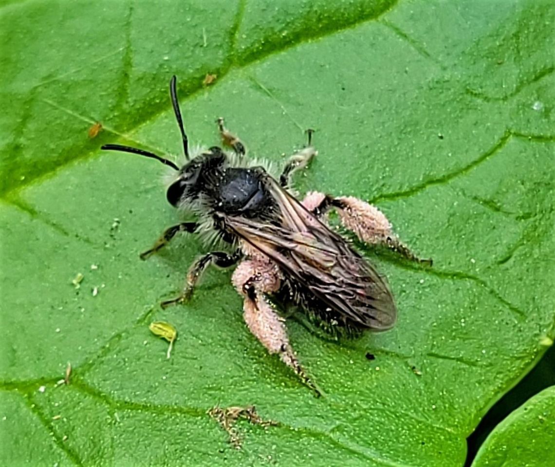 Andrena erigeniae This is a picture of an Andrena erigeniae at Patapsco Valley State Park in Howard County, Maryland. Andrena erigeniae,Geotagged,Spring,United States