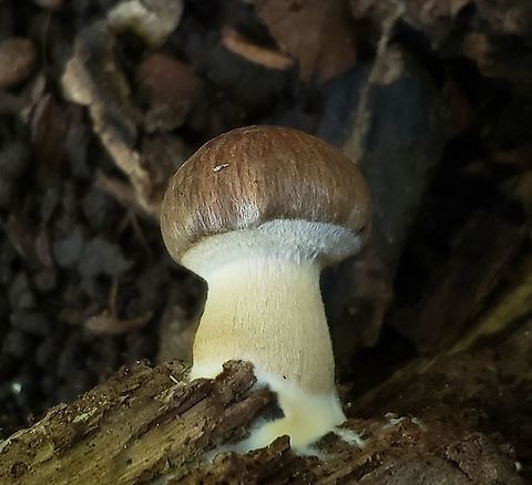 Psathyrella delineata This is a picture of Psathyrella delineata at Patapsco Valley State Park in Catonsville, Maryland. Geotagged,Psathyrella delineata,Summer,United States,Wrinkled Psathyrella