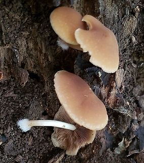 Psathyrella piluliformis This is a picture of Psathyrella piluliformis at Patapsco Valley State Park in Howard County, Maryland. Fall,Geotagged,Psathyrella piluliformis,United States
