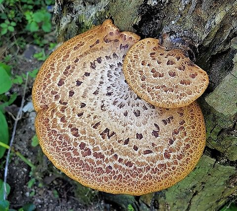Dryad's Saddle This is a picture of Dryad's Saddle on the North Tract of the Patuxent Research Refuge near Fort Meade, Maryland. Dryad's Saddle,Geotagged,Polyporus squamosus,Spring,United States