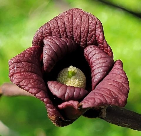Pawpaw Flower This is a picture of a Pawpaw Flower on the North Tract of the Patuxent Research Refuge near Fort Meade, Maryland. Asimina triloba,Common Pawpaw,Geotagged,Spring,United States