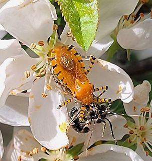 Pselliopus barberi This is a picture of Pselliopus barberi on the North Tract of the Patuxent Research Refuge near Fort Meade, Maryland.
 Geotagged,Orange Assassin Bug,Pselliopus barberi,Spring,United States