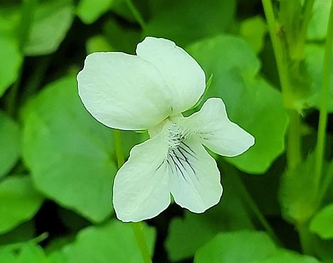 Cream Violet This is a picture of a Cream Violet on the North Tract of the Patuxent Research Refuge near Fort Meade, Maryland. Geotagged,Spring,United States,Viola  striata,Viola striata