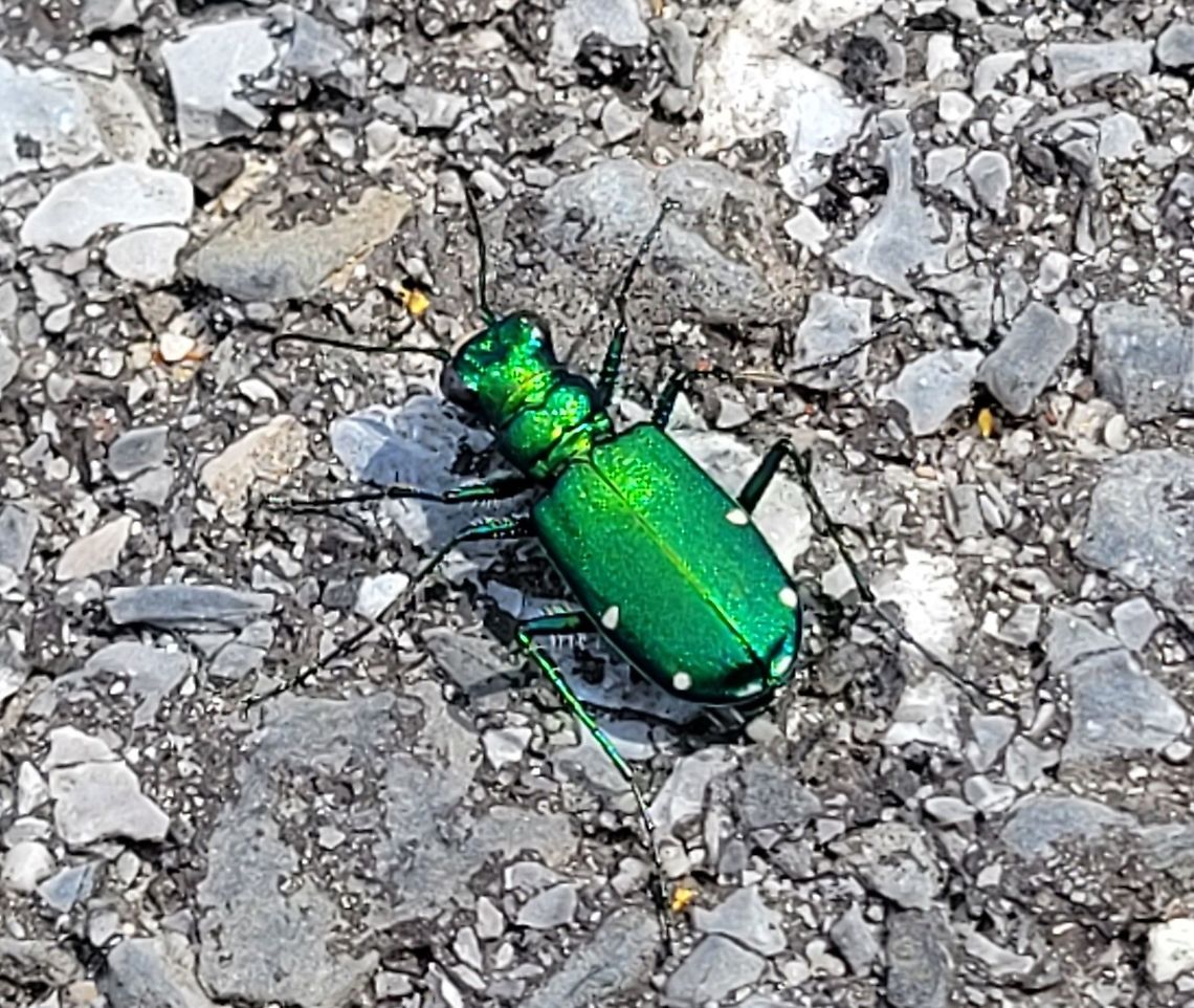 Six Spotted Tiger Beetle This is a picture of a Six Spotted Tiger Beetle on the North Tract of the Patuxent Research Refuge near Fort Meade, Maryland. Cicindela sexguttata,Geotagged,Six-spotted Tiger Beetle,Spring,United States