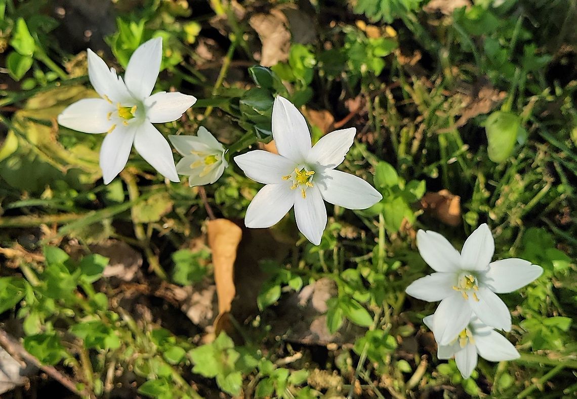 Ornithogalum umbellatum This is a picture of Ornithogalum umbellatum at the Andover Equestrian Center in Linthicum, Maryland. Geotagged,Grass Lily,Ornithogalum umbellatum,Spring,United States