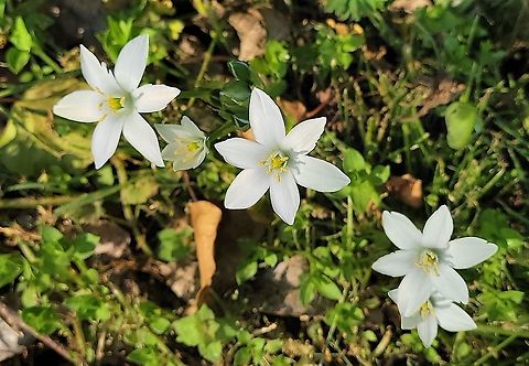 Ornithogalum umbellatum This is a picture of Ornithogalum umbellatum at the Andover Equestrian Center in Linthicum, Maryland. Geotagged,Grass Lily,Ornithogalum umbellatum,Spring,United States