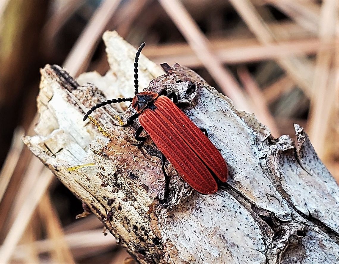 Dictyoptera aurora This is a picture of Dictyoptera aurora in the woods off of North Shore Road in Pasadena, Maryland.<br />
 Dictyoptera  aurora,Geotagged,Golden Net-winged Beetle,Spring,United States