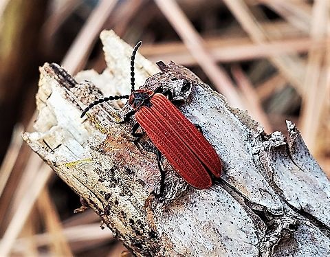 Dictyoptera aurora This is a picture of Dictyoptera aurora in the woods off of North Shore Road in Pasadena, Maryland.
 Dictyoptera  aurora,Geotagged,Golden Net-winged Beetle,Spring,United States