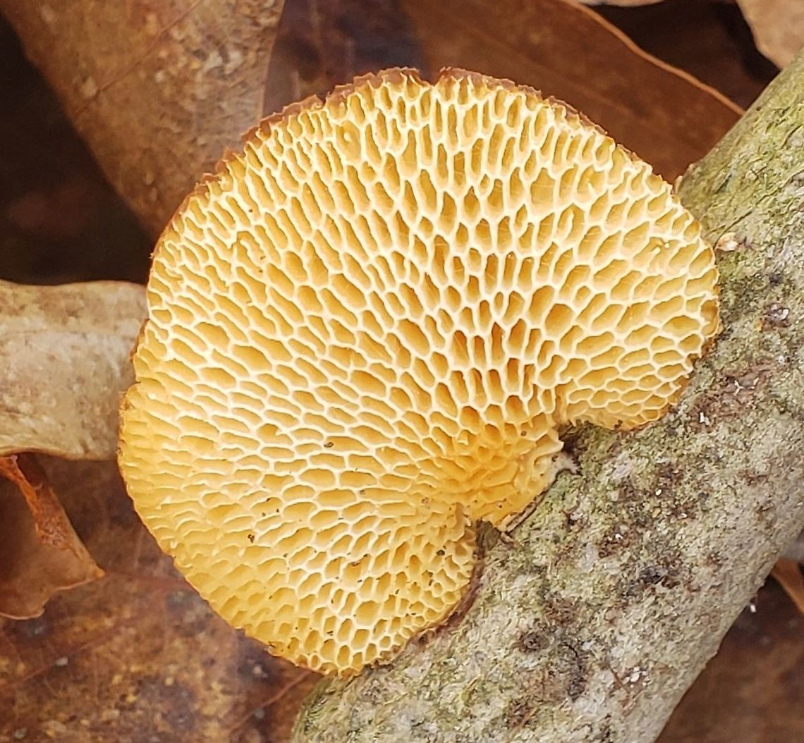 Polyporus alveolaris This is a picture of Polyporus alveolaris on the North Tract of the Patuxent Research Refuge near Fort Meade, Maryland.<br />
 Geotagged,Hexagonal-pored polypore,Neofavolus alveolaris,Spring,United States