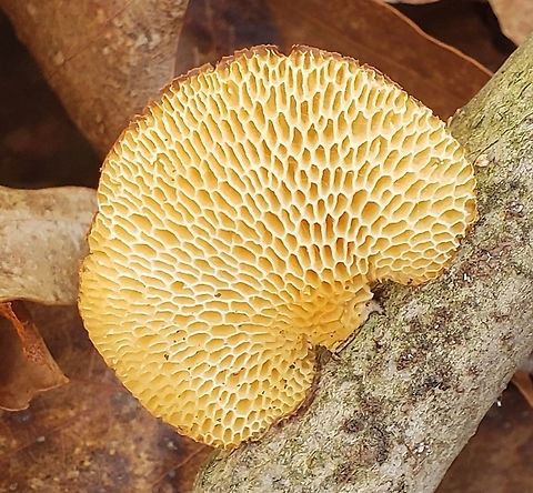 Polyporus alveolaris This is a picture of Polyporus alveolaris on the North Tract of the Patuxent Research Refuge near Fort Meade, Maryland.
 Geotagged,Hexagonal-pored polypore,Neofavolus alveolaris,Spring,United States