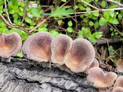 Panus lecomtei This is a picture of Panus lecomtei on the North Tract of the Patuxent Research Refuge near Fort Meade, Maryland. Geotagged,Lentinus strigosus,Panus lecomtei,Spring,United States