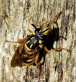Sphecomyia vittata This is a picture of Sphecomyia vittata in the woods near the Andover Equestrian Center in Linthicum, Maryland. Geotagged,Sphecomyia vittata,Spring,United States