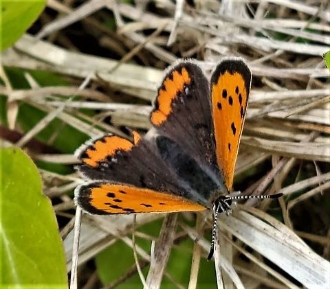 Lycaena phlaeas This is a picture of Lycaena phlaeas at Freedom Park in Sykesville, Maryland. Geotagged,Lycaena phlaeas,Small copper,Spring,United States