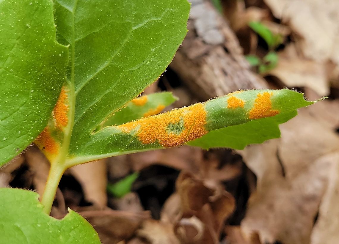 Allodus podophylli This is a picture of Allodus podophylli at Piney Run Park in Carroll County, Maryland.<br />
 Allodus podophylli,Geotagged,Mayapple Rust,Spring,United States