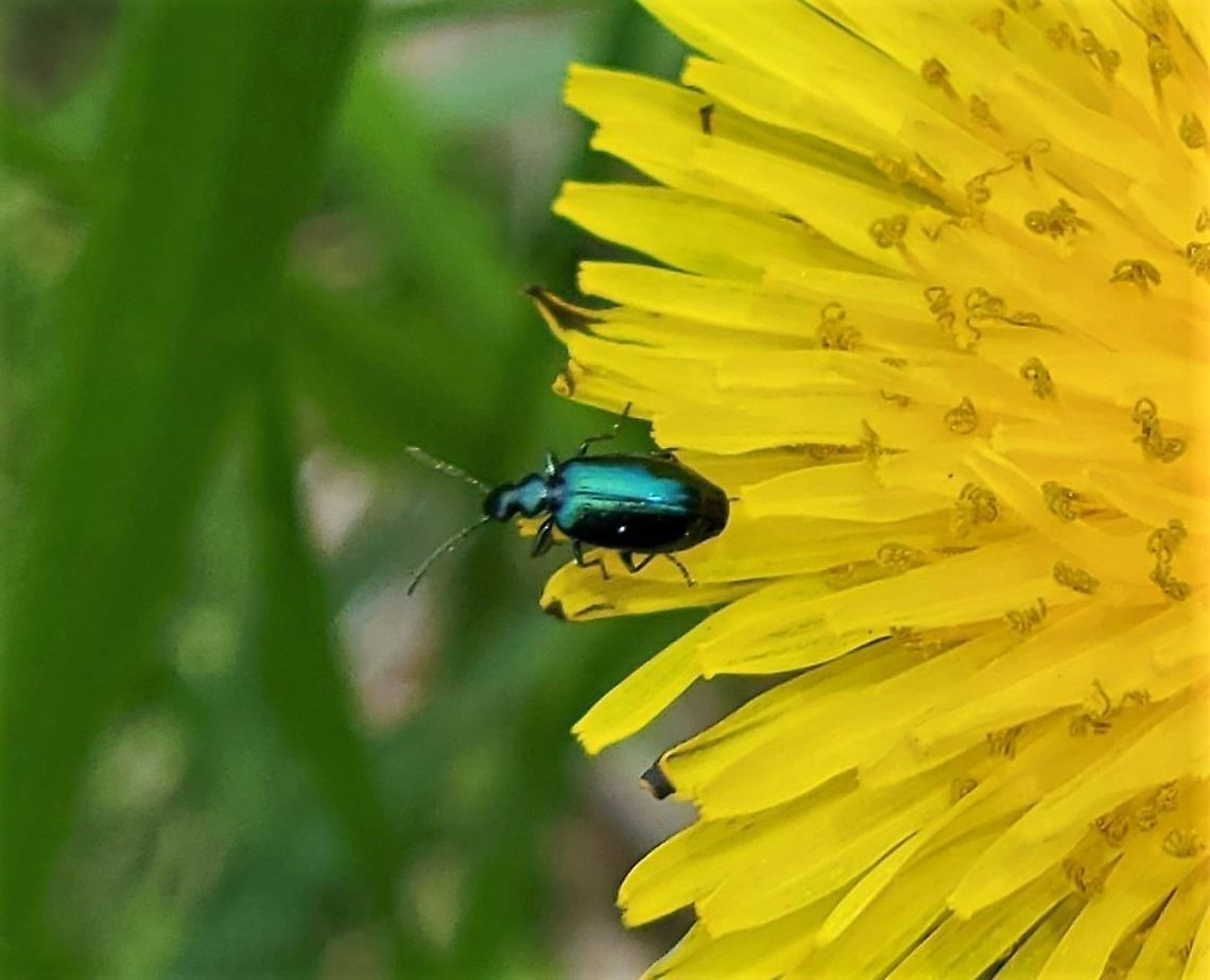 Lebia viridis This is a picture of Lebia viridis at Freedom Park in Sykesville, Maryland. Geotagged,Lebia viridis,Spring,United States