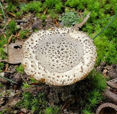 Gunpowder Amanita