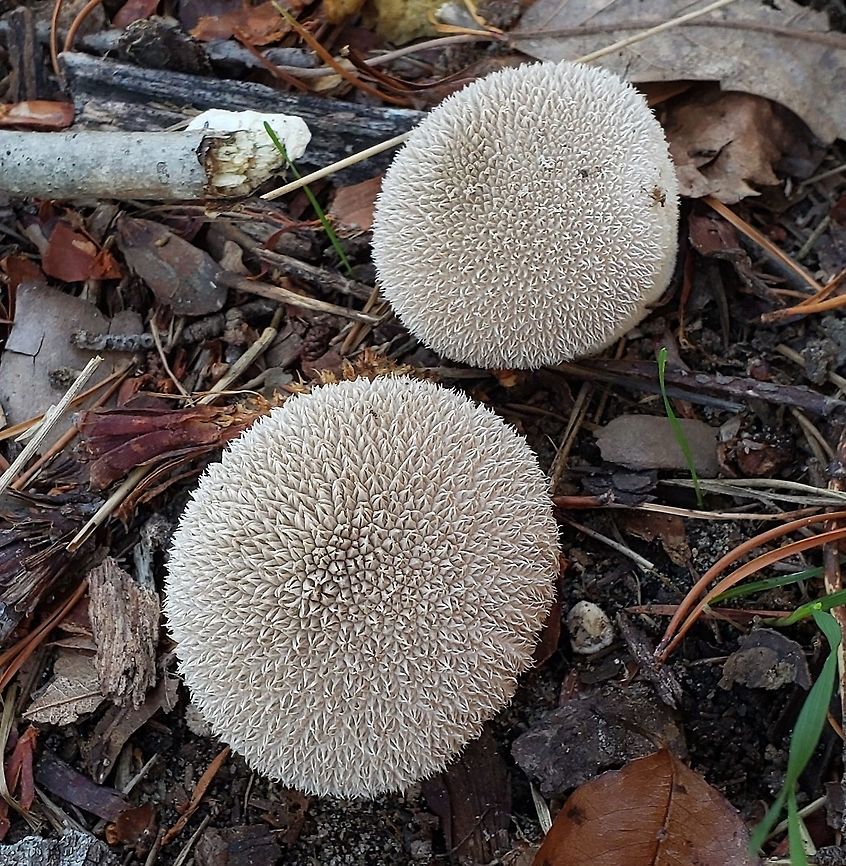 Lycoperdon marginatum This is a picture of Lycoperdon marginatum at Fort Smallwood Park in Pasadena, Maryland. Fall,Geotagged,Lycoperdon marginatum,Peeling puffball,United States