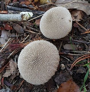 Lycoperdon marginatum This is a picture of Lycoperdon marginatum at Fort Smallwood Park in Pasadena, Maryland. Fall,Geotagged,Lycoperdon marginatum,Peeling puffball,United States
