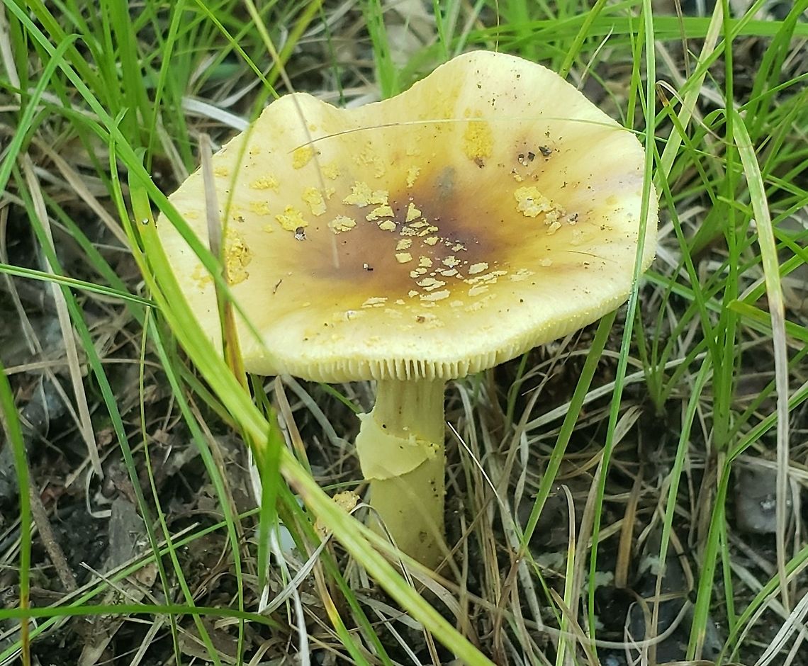 Amanita flavorubens This is a picture of Amanita flavorubens at Downs Park in Pasadena, Maryland. A. flavorubens,Geotagged,Summer,United States,Yellow American Blusher