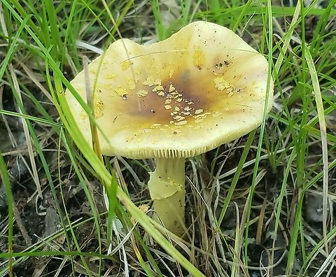 Amanita flavorubens This is a picture of Amanita flavorubens at Downs Park in Pasadena, Maryland. A. flavorubens,Geotagged,Summer,United States,Yellow American Blusher
