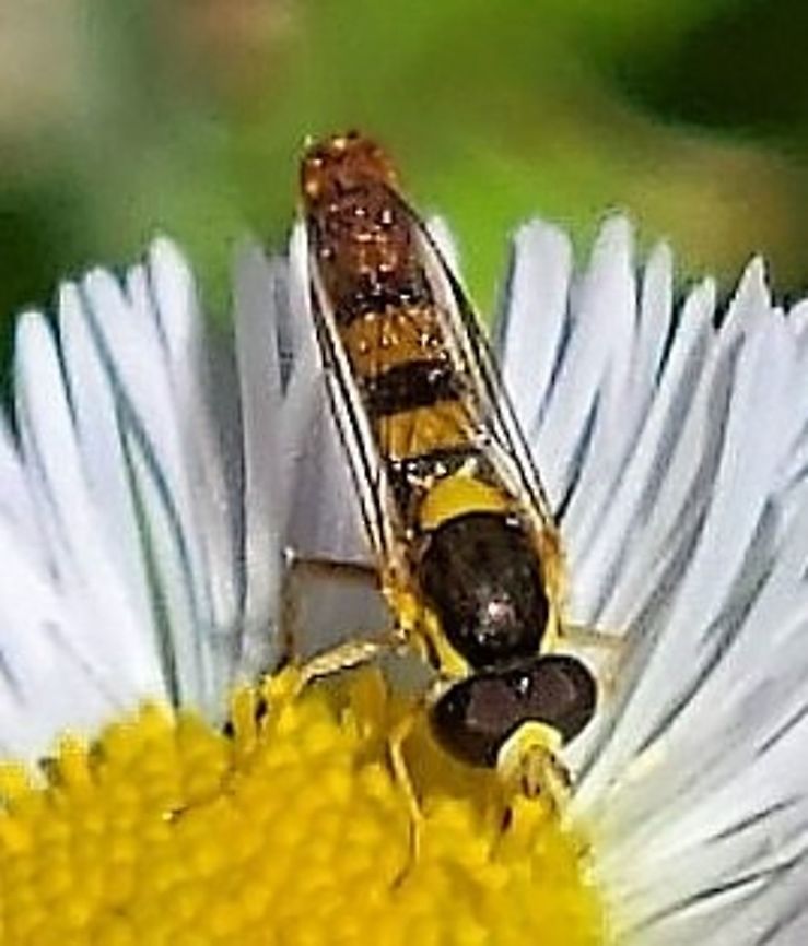 Sphaerophoria contigua This is a picture of Sphaerophoria contigua on the North Tract of the Patuxent Research Refuge near Fort Meade, Maryland. Geotagged,Sphaerophoria contigua,Spring,United States