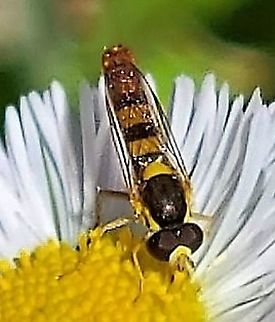 Sphaerophoria contigua This is a picture of Sphaerophoria contigua on the North Tract of the Patuxent Research Refuge near Fort Meade, Maryland. Geotagged,Sphaerophoria contigua,Spring,United States