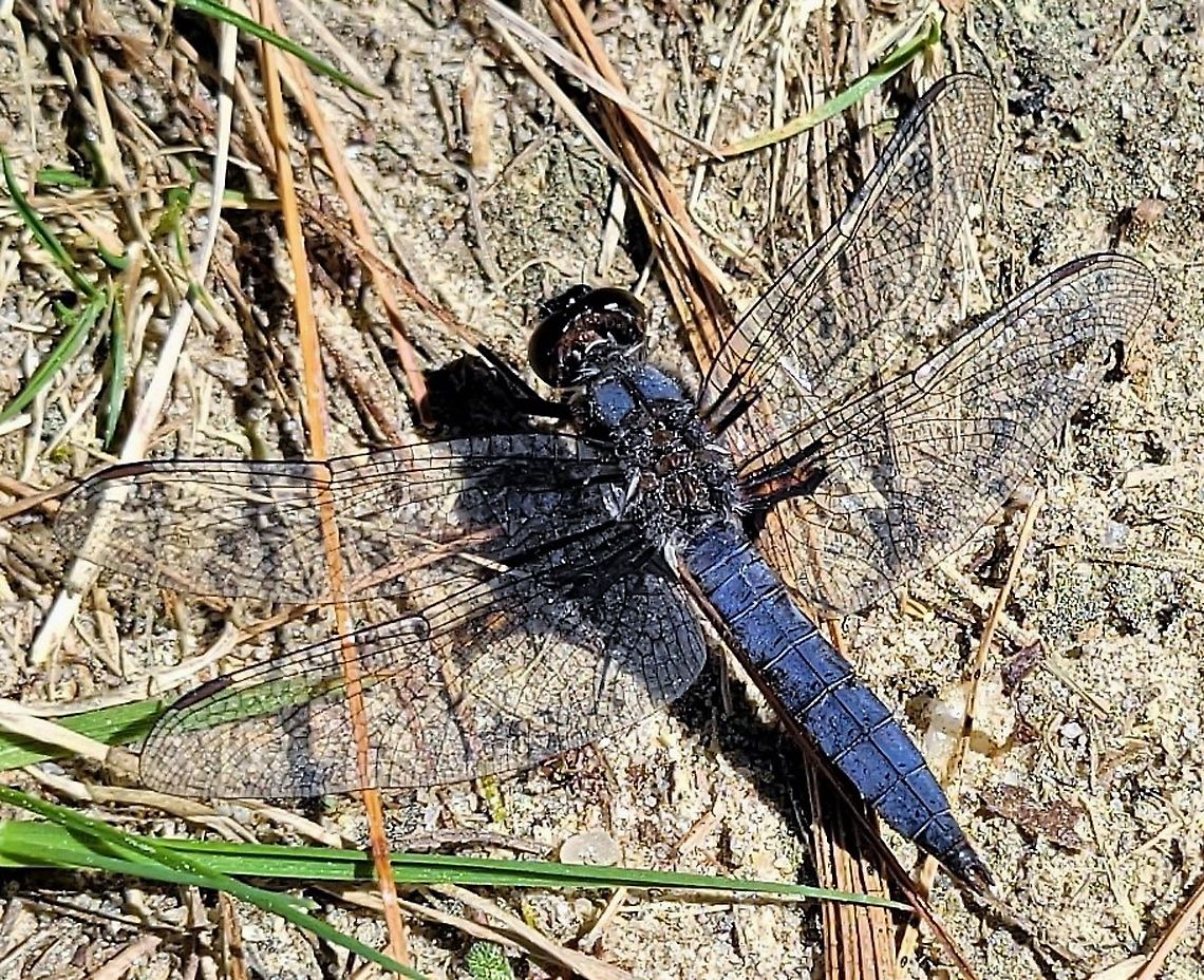 Blue Corporal This is a picture of a Blue Corporal on the North Tract of the Patuxent Research Refuge near Fort Meade, Maryland. Blue corporal,Geotagged,Ladona deplanata,Spring,United States