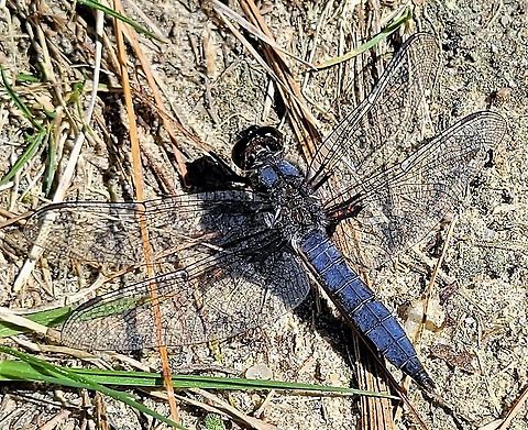 Blue Corporal This is a picture of a Blue Corporal on the North Tract of the Patuxent Research Refuge near Fort Meade, Maryland. Blue corporal,Geotagged,Ladona deplanata,Spring,United States