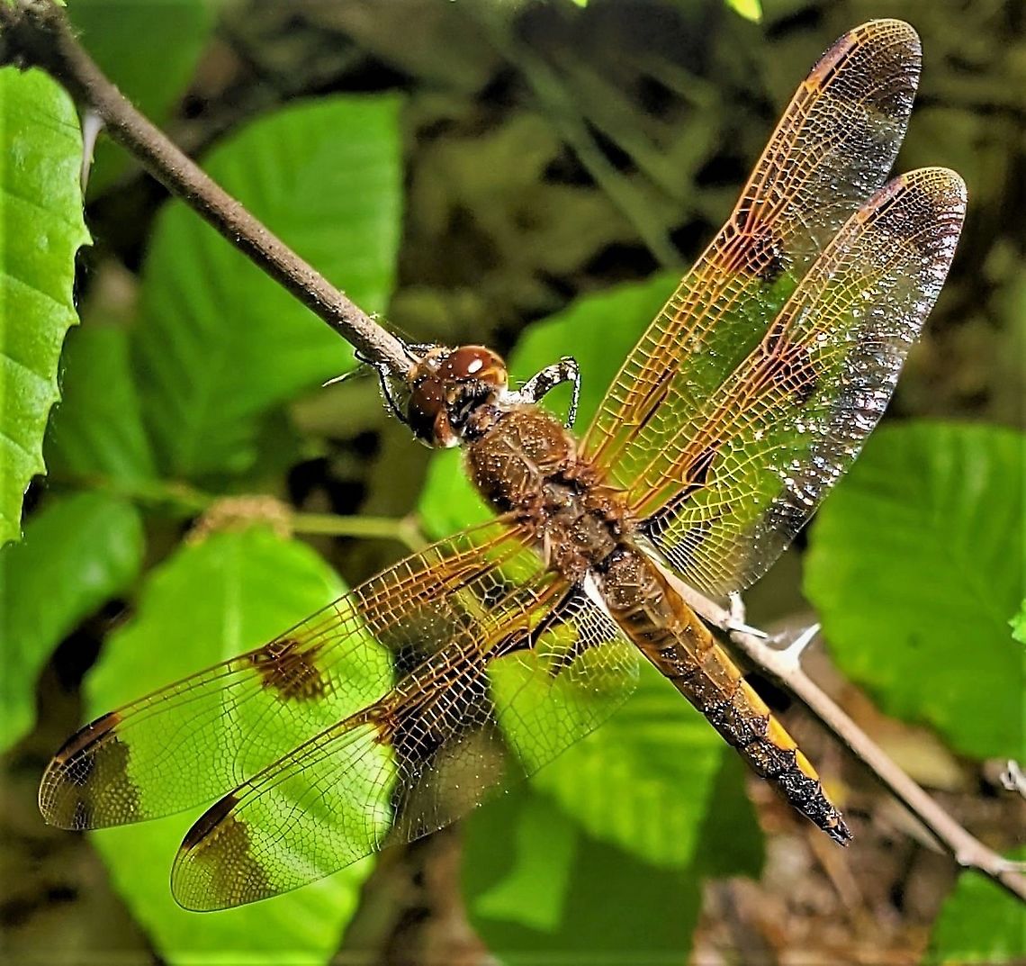 Painted Skimmer This is a picture of a Painted Skimmer on the North Tract of the Patuxent Research Refuge near Fort Meade, Maryland. Geotagged,Libellula semifasciata,Painted skimmer,Spring,United States