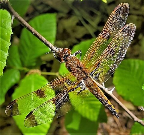 Painted Skimmer This is a picture of a Painted Skimmer on the North Tract of the Patuxent Research Refuge near Fort Meade, Maryland. Geotagged,Libellula semifasciata,Painted skimmer,Spring,United States