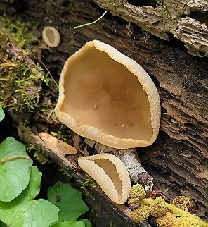 Peziza varia This is a picture of a Peziza varia on the North Tract of the Patuxent Research Refuge near Fort Meade, Maryland. Geotagged,Peziza varia,Spring,United States