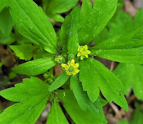 Ranunculus recurvatus This is a picture of a Ranunculus recurvatus on the North Tract of the Patuxent Research Refuge near Fort Meade, Maryland. Geotagged,Hooked crowfoot,Ranunculus recurvatus,Spring,United States