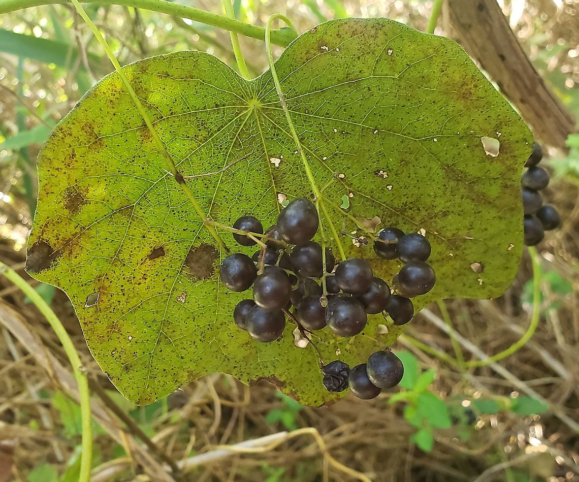 Menispermum canadense This is a picture of Menispermum canadense at Ferry Point Park on Kent Island in Queen Anne's County, Maryland. Canadian moonseed,Fall,Geotagged,Menispermum canadense,United States