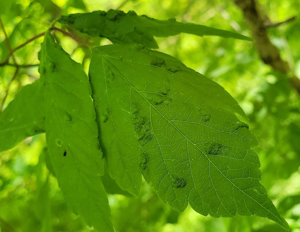 Aceria negundi This is a picture of Aceria negundi on the North Tract of the Patuxent Research Refuge near Fort Meade, Maryland. Aceria negundi,Box Elder Pouch Gall Mite,Geotagged,Spring,United States