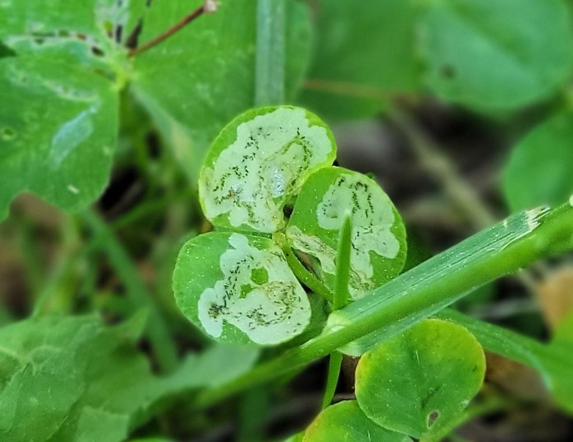 Liriomyza fricki This is a picture of Liriomyza fricki on clover on the athletic fields at Lindale Middle School in Linthicum, Maryland. Geotagged,Liriomyza fricki,Spring,United States