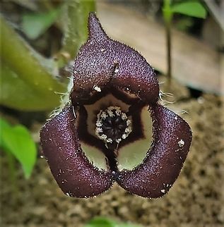 Wild Ginger This is a picture of Wild Ginger at the Mckeldin Area of Patapsco Valley State Park in Carroll County, Maryland. Asarum canadense,Canada wild ginger,Geotagged,Spring,United States