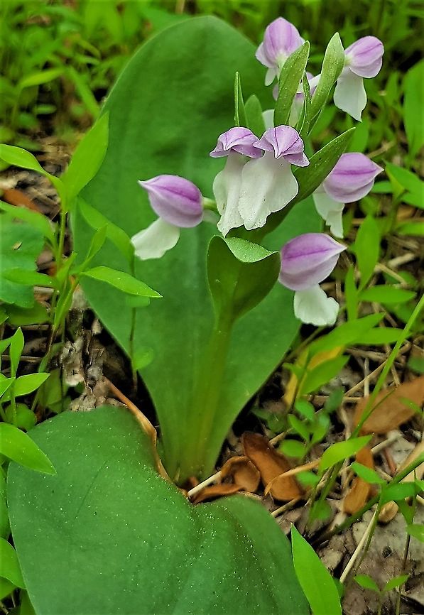 Showy Orchis This is a picture of a showy orchis at the Mckeldin Area of Patapsco Valley State Park in Carroll County, Maryland. Galearis spectabilis,Geotagged,Spring,United States