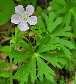Wild Geranium This is a picture of a Wild Geranium at the Mckeldin Area of Patapsco Valley State Park in Carroll County, Maryland. Geotagged,Geranium maculatum,Spring,United States