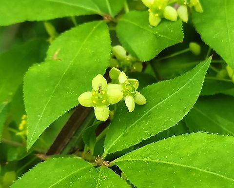 Winged Euonymus This is a picture of Winged Euonymus at the Mckeldin Area of Patapsco Valley State Park in Carroll County, Maryland.  Euonymus alatus,Geotagged,Spring,United States
