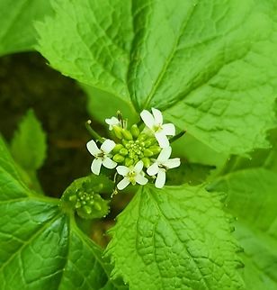 Garlic Mustard This is a picture of Garlic Mustard at the Mckeldin Area of Patapsco Valley State Park in Carroll County, Maryland. Alliaria petiolata,Garlic mustard,Geotagged,Spring,United States