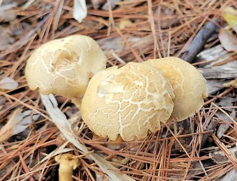 Agrocybe praecox This is a picture of Agrocybe praecox at Kinder Farm Park in Millersville, Maryland. Agrocybe praecox,Geotagged,Spring,United States