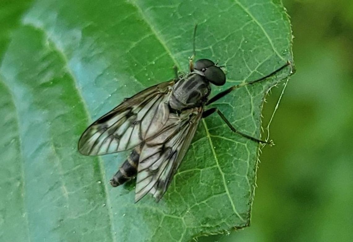 Rhagio mystaceus This is a picture of Rhagio mystaceus at Kinder Farm Park in Millersville, Maryland. Down-looker fly,Geotagged,Rhagio mystaceus,Spring,United States