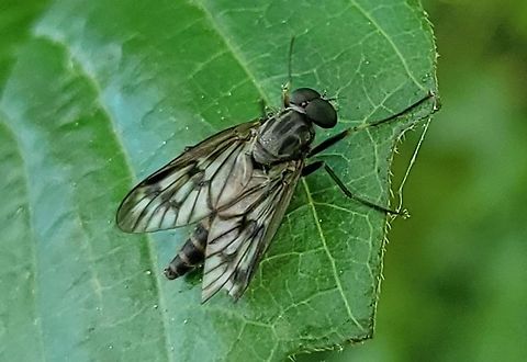Rhagio mystaceus This is a picture of Rhagio mystaceus at Kinder Farm Park in Millersville, Maryland. Down-looker fly,Geotagged,Rhagio mystaceus,Spring,United States
