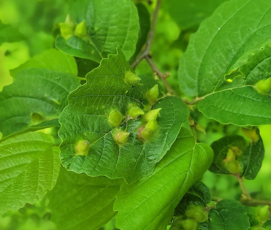 Hormaphis hamamelidis This is a picture of Hormaphis hamamelidis at Kinder Farm Park in Millersville, Maryland. Geotagged,Hormaphis hamamelidis,Spring,United States,Witch-hazel cone gall aphid