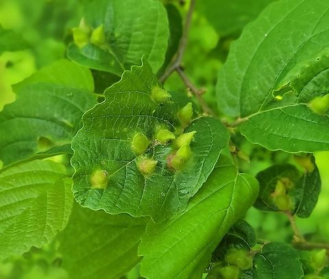Hormaphis hamamelidis This is a picture of Hormaphis hamamelidis at Kinder Farm Park in Millersville, Maryland. Geotagged,Hormaphis hamamelidis,Spring,United States,Witch-hazel cone gall aphid