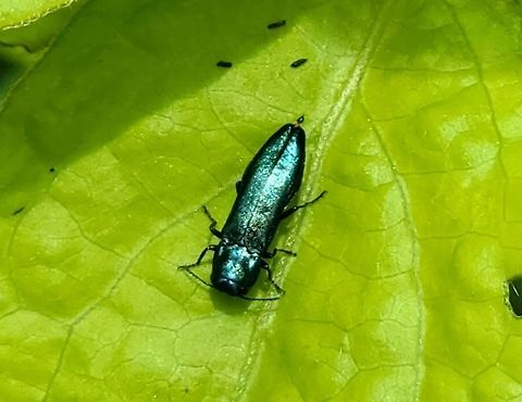 Agrilus cyanescens This is a picture of Agrilus cyanescens at Alpha Ridge Park in Howard County, Maryland. Agrilus cyanescens,Geotagged,Spring,United States