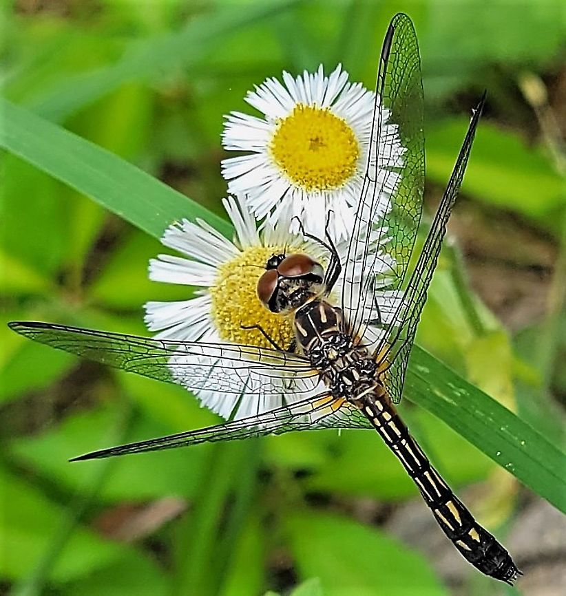 Blue Dasher This is a picture of a blue dasher on the North Tract of the Patuxent Research Refuge near Fort Meade, Maryland. Blue dasher,Geotagged,Pachydiplax longipennis,Spring,United States