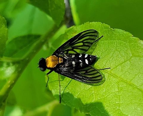 Golden Backed Snipe Fly This is a picture of a Golden Backed Snipe Fly on the North Tract of the Patuxent Research Refuge near Fort Meade, Maryland. Chrysopilus thoracicus,Geotagged,Golden-backed Snipe Fly,Spring,United States